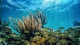 Happy Coral Reef Awareness Week! What you need to know about Florida’s Coral Reef