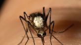 Collier County ranks high for US counties most vulnerable for mosquito-borne diseases