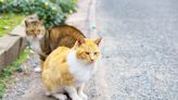 Belleville Launches TNR Program to Manage Feral Cat Populations