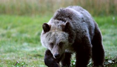 A man, a bear, and a woman walk into the woods - The Boston Globe