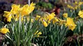 3 gardening experts on how to plant daffodil bulbs for best success in spring