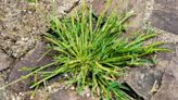 40p cupboard staple expert says will banish paving block weeds overnight