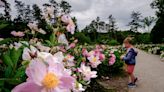 See the peonies as they hit early peak bloom in University of Michigan garden