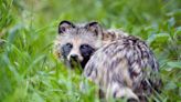 New report suggests COVID pandemic's origins linked to raccoon dogs at Wuhan market