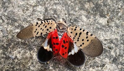 Spotted lanternflies to start hatching around NY, NJ: Why you should kill them