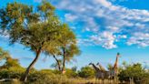 Hiker in South Africa Learns the Hard Way Why Not to Approach Wild Giraffes