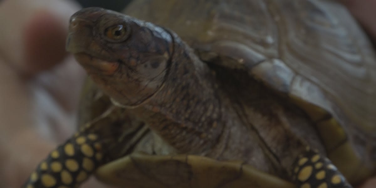 WORLD TURTLE DAY: One of nature’s oldest creatures gets its own day of recognition