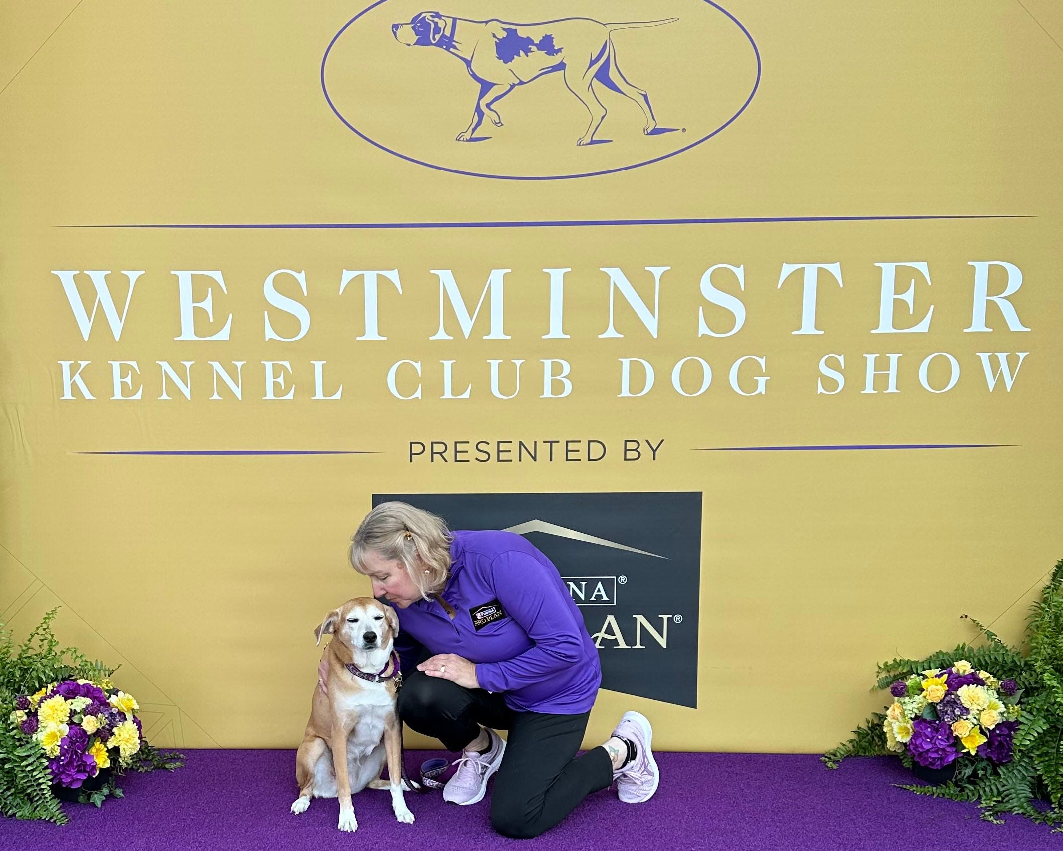 Rescue dog from Cape Cod earns perfect score at Westminster Dog Show qualifying round