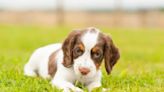 English Springer Spaniel Puppies: Cute Pictures and Facts