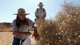 California's big bloom aids seed collectors as climate change and wildfires threaten desert species