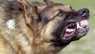 Fatal dog attacks are rising – and are hard to predict. But some common themes emerge.