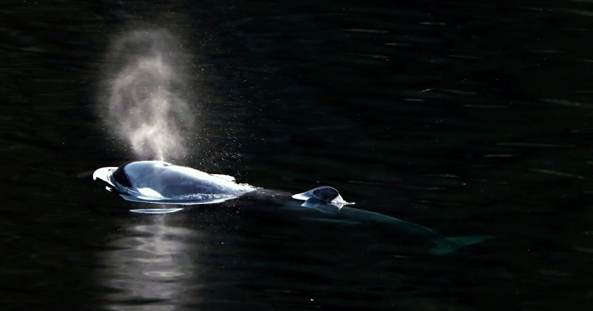 Orca calf swims out of Canadian lagoon where it had been trapped more than a month