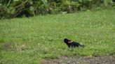 Red-winged blackbirds are in nesting season