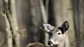 Lawsuit: Tennessee Wildlife Resources Agency mishandled chronic wasting disease testing