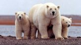 Lawsuit over harm to polar bears, walruses from oil exploration tossed