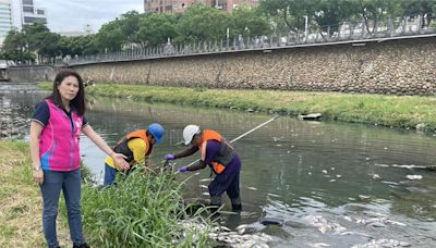 中壢老街溪1.5萬條魚暴斃飄惡臭 環保局曝原因