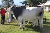 American Brahman