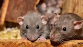 Detectan en España el gusano pulmonar de la rata, capaz de causar meningitis eosinofílica en humanos