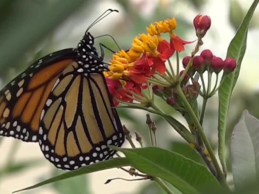 Monarch butterfly population should increase during northbound migration