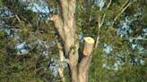 ‘A disgusting eyesore’: Some Dunedin residents upset at Duke Energy cutting trees