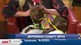 Jefferson County SPCA: Elliot