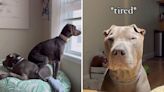 Puppy caught terrorizing older dog as the pair learn to accept each other