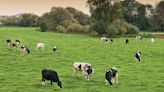 Land markets: Buoyant demand for well-equipped dairy farms - Farmers Weekly
