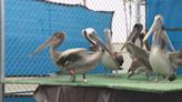 Dozens of pelicans released into wild after mysterious sickness