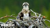 Llyn Brenig: Osprey chick nearly knocked from nest by drone