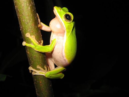 守護台灣珍稀物種諸羅樹蛙 研究：3大族群棲地應分別保育