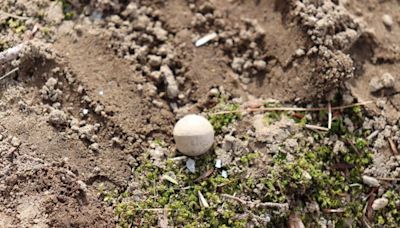 ‘Shot Heard Round the World’ musket balls recovered from site of famous first-day Revolutionary War battle | CNN