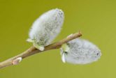 Pussy willow