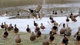 Mid-Ohio Delta Waterfowl chapter's annual banquet set for March 2