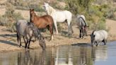 Wild horses need to stop ruling the range