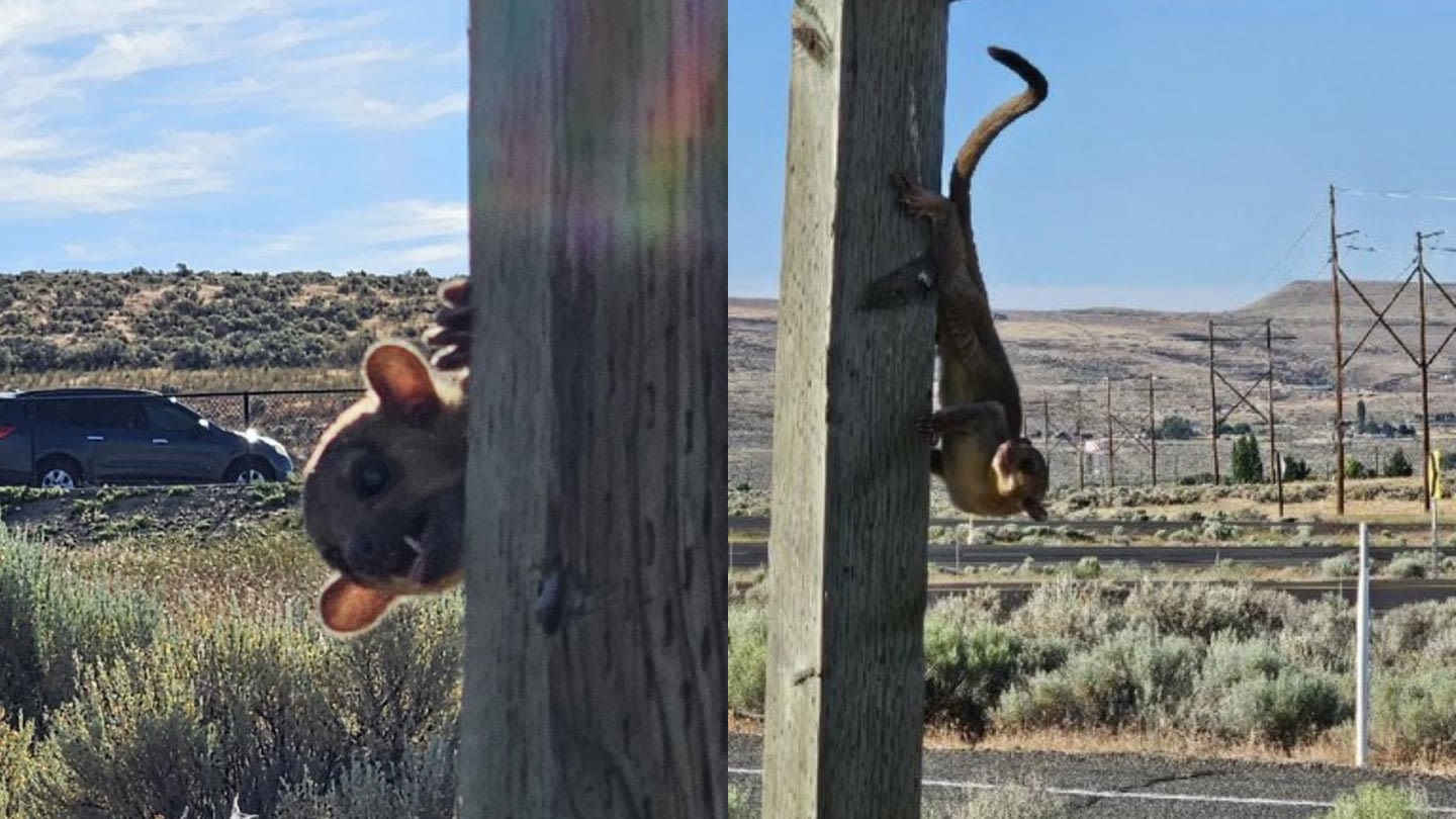 Rainforest animal known as a kinkajou rescued from highway rest stop