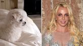 Britney Spears Buys Adorable Two-Piece Bikini for Dog Snow — See the Photo!