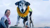 Luna's Last Wave: Hawaii Mourns the Passing of its Beloved Surfing Dog (Watch)