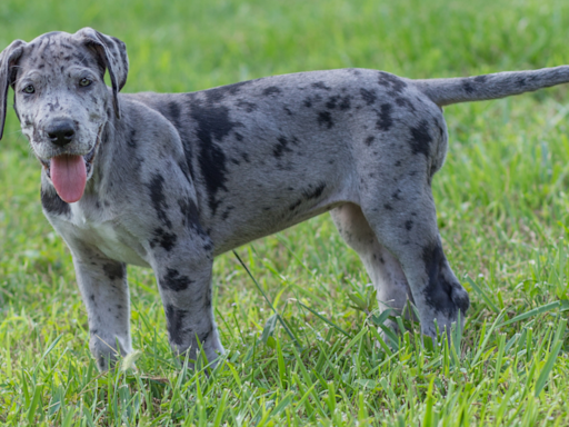 Dog Dad Throws Hilarious Throwback Dance Party for Great Dane Puppy Because It’s Too Hot Out