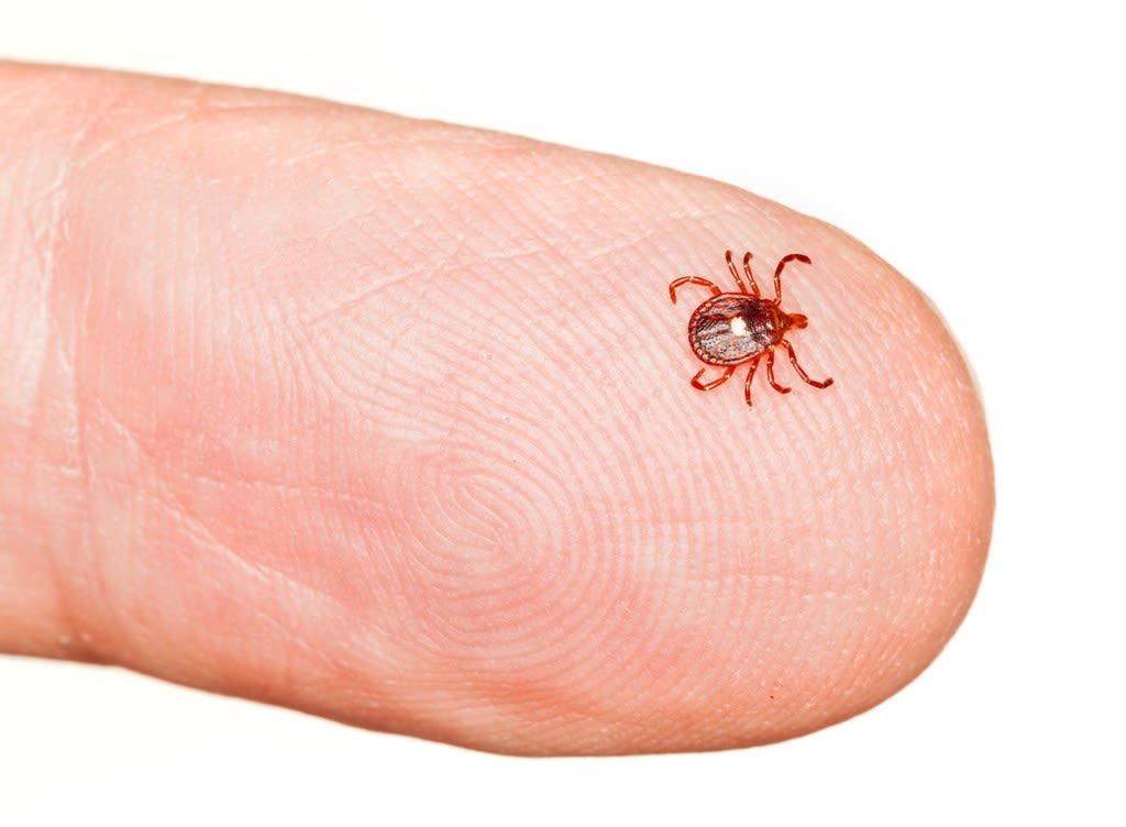 Tick-borne Powassan virus reported in Massachusetts: ‘The virus can invade the central nervous system’
