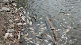 DNR: Dead fish in Lake Mac caused by virus, no risk to humans or pets