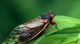 The buzz behind periodical cicadas: nature’s phenomenon - The Aggie