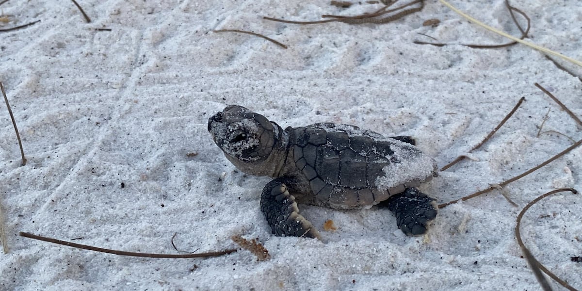 Anna Maria Island Turtle Watch and Shorebird Monitoring updates