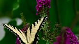 SC has an official state butterfly. Here’s how to identify and attract it to your yard this spring