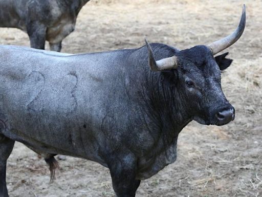Los toros del sábado 13 de julio en San Fermín 2024: José Escolar, ‘grises’ a recuperar posiciones