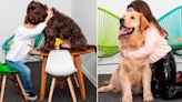 Brownie, Donna y Titán, los perros de terapia que ya ayudaron a más de 1200 niños, niñas y adolescentes