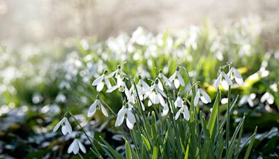 13 beautiful winter flowers to plant now for spring colour