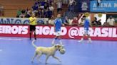 Cachorro invade jogo do Cruzeiro e América e 'rouba a bola'; assista