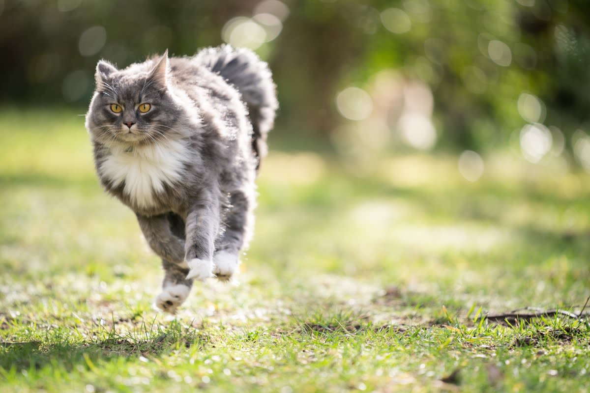 Maine Coon Cats' Beautiful & Majestic Movement Captured in Stunning Video