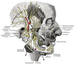 Mandibular nerve