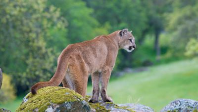 Mountain lion kills man in first deadly attack in California in 20 years